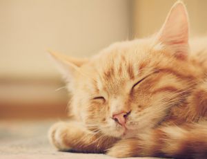 Click Here To View This Image