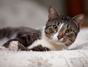 Click Here To View This Image