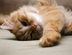 Click Here To View This Image