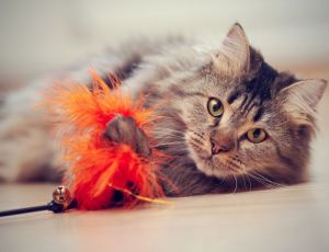 Click Here To View This Image